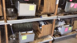 Первое кормление новорождённых крольчат!