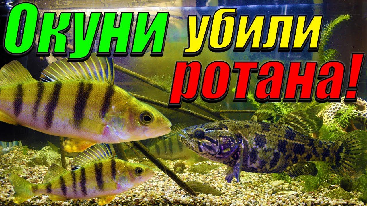 Окуни атаковали ротана! [Результат содержания окуней и ротана в одном аквариуме.] смотреть онлайн