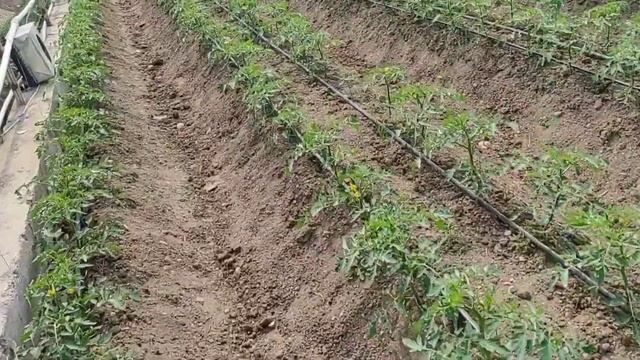 ШАМОЛГА ЧИДАМЛИ ИССИКХОНА КАНДАЙ БУЛИШИ КЕРАК. ВИДЕО ОХИРИДА БУ САВОЛГА ЖАВОБ ОЛАСИЗ!!