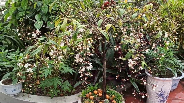 Hoa Dạ Ngọc Minh Châu ngày 8 tết 2020🎇 Canh Tý смотреть онлайн