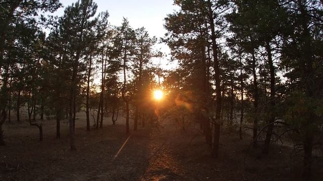 Солнце в лесу / sunset in the forest ⚡ смотреть онлайн
