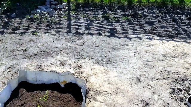 Голубика садовая Сезон 2017 смотреть онлайн