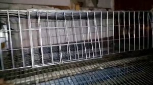 Какая должна быть длина яйцеприёмника в клетках для перепелов.