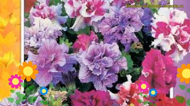 Петуния гибридная многоцветковая махровая Дуо f1 смесь окрасок. Краткий обзор смотреть онлайн