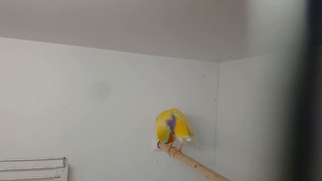 Расклев и поедание яиц - проблема гнездования