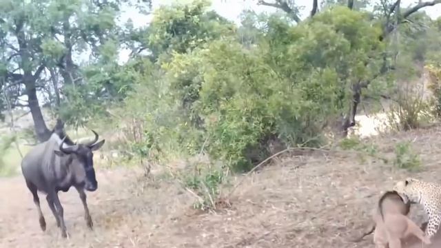 Most Classic Attack Of Animals | GIANT PYTHON ATTACK LEOPARD | Attack For Survival смотреть онлайн