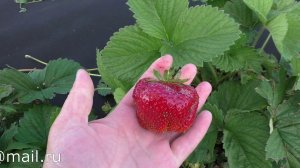 ЦУНАКИ средне поздний сорт клубники.