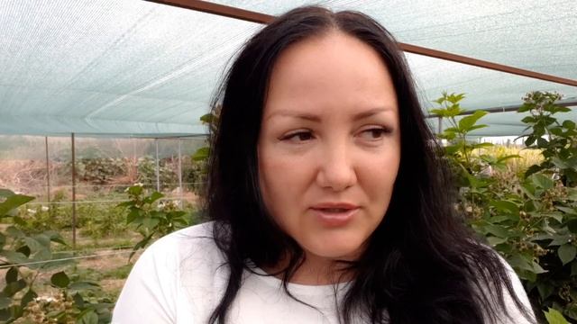 Ежевика Блэк Мэджик - один из "бриллиантов" Арканзасского университета смотреть онлайн