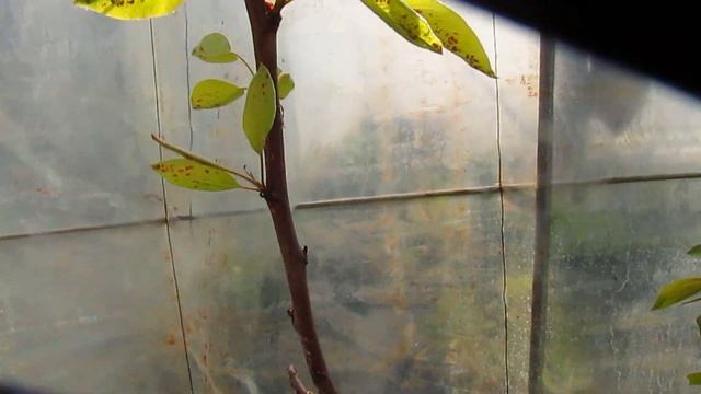 Что с грушей. Чем обработать грушу. смотреть онлайн