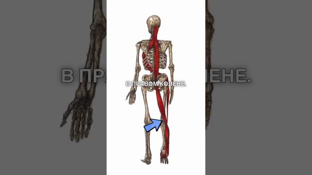 Болит в колене и за лопаткой? Разная длина ног? #кинезиолог #осанка смотреть онлайн