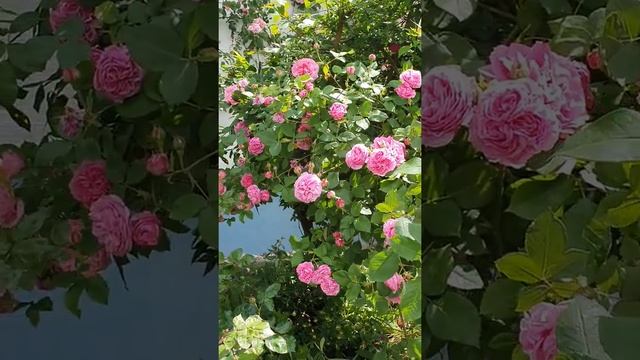 #2 Climbing Rose Louise Odier смотреть онлайн