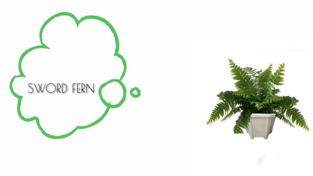 FERN collections|Fern identification смотреть онлайн