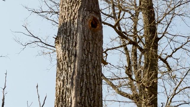 ПЧЕЛЫ ? Как пчелы перезимовали в дуплах без пчеловода смотреть онлайн