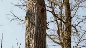 ПЧЕЛЫ ? Как пчелы перезимовали в дуплах без пчеловода