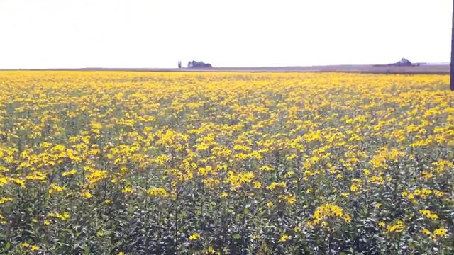 Топинамбур смотреть онлайн