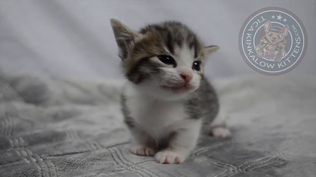 Bi color Genetta boy смотреть онлайн