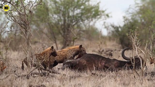 HIENAS - Predadoras Africanas