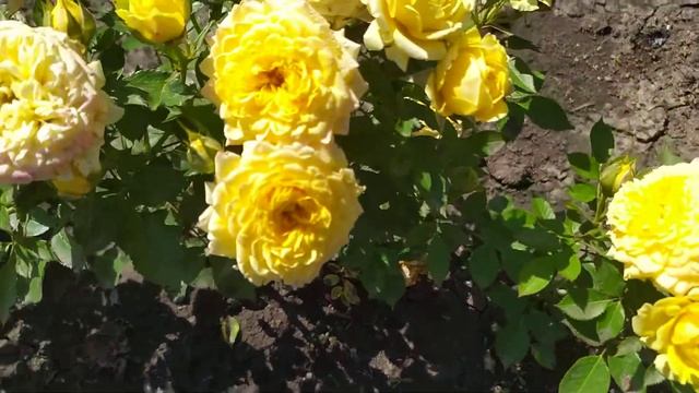 САН СИТИ (Sun City), Interplant Нидерланды, 2001г. Спрей (Spray) смотреть онлайн