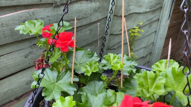 Пеларгонии Pelargonium Red Sybil в моем саду в Лондоне ?