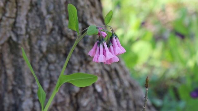 Ohio's Poland Municipal Forest Wildflowers: Spring Ephemerals смотреть онлайн
