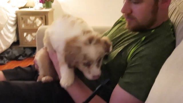 MEET OUR NEW PUPPY | bringing our mini aussie puppy home to meet our other dog! смотреть онлайн