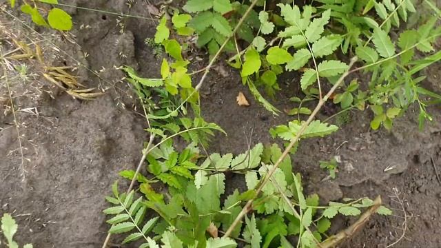 Обрезка поросли на ирге смотреть онлайн