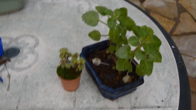 Как уменьшить размер листьев у БОНСАЙ смотреть онлайн