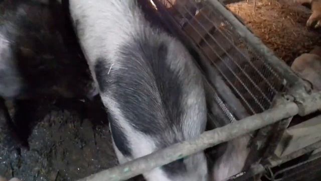 Сколько съедают корма 18 поросят в сут, им 42 дня. Свиноматки так и не приходят в охоту. смотреть онлайн