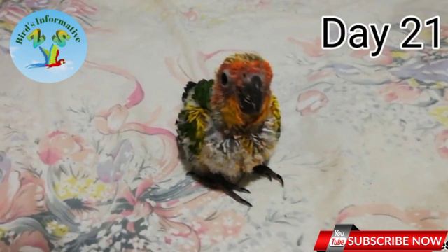 سن کونیور گرود اسٹیج/Sun Conure Growth Stages 1 Day to 37 Days смотреть онлайн