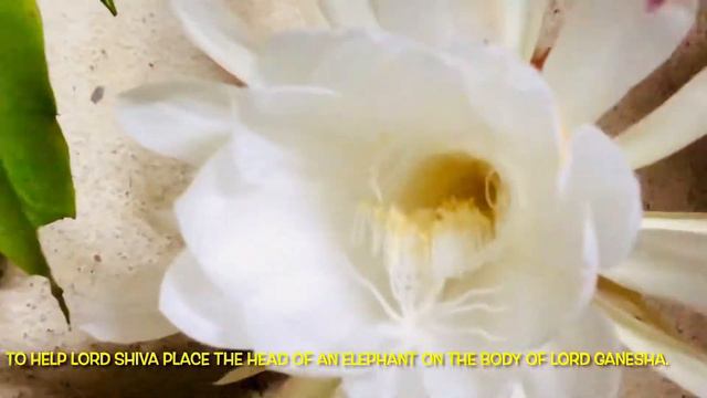 RARE Flower | Brahma Kamal | ब्रह्मकमळ | देवपुष् смотреть онлайн