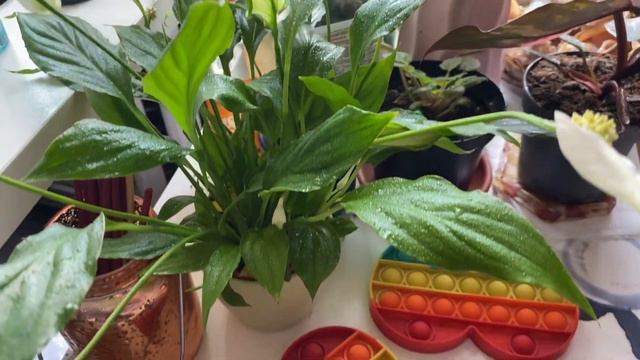 vlog#1: живу один сандэй смотреть онлайн