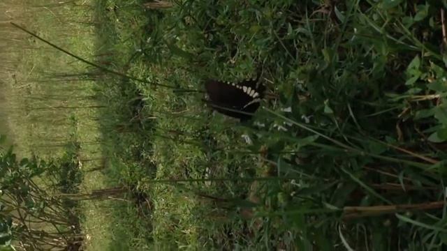 Butterfly couple enjoying смотреть онлайн