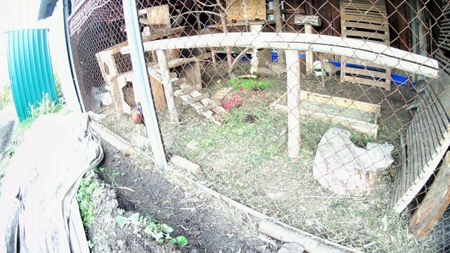 Вольер с фазанами. В одном вольере живёт 2 самца и 5 самок, не конфликтуют между собой смотреть онлайн