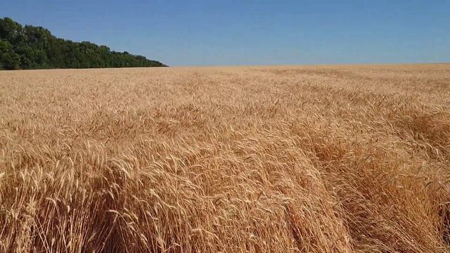 11.07.2020.Збираємо досліди по гумісол з компанією "Гермес" смотреть онлайн