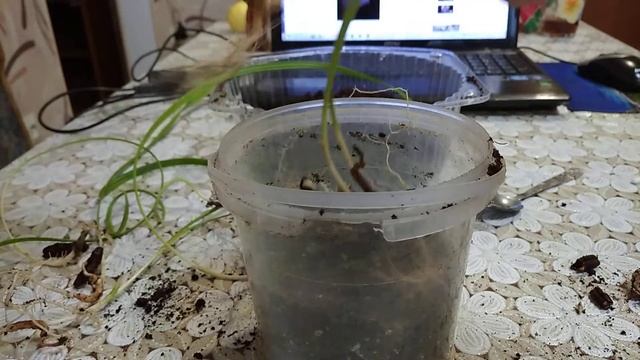 финиковая пальма из косточки результат и пересадка #финикизкосточки смотреть онлайн