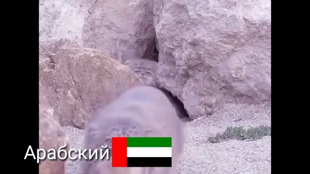 Один манул, два манула... НА 17 РАЗНЫХ ЯЗЫКАХ смотреть онлайн