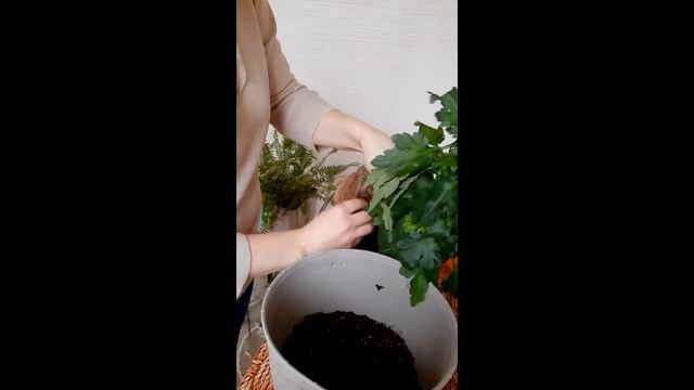 Хризантема в горшке. Уход. Пересадка. смотреть онлайн