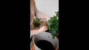 Хризантема в горшке. Уход. Пересадка.