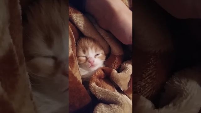 Котенок видит страшный сон смотреть онлайн