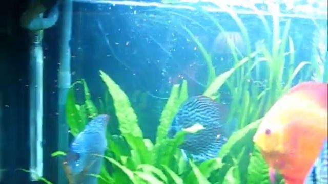 Auto feeder by juwel смотреть онлайн