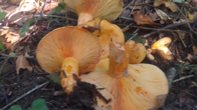 Mleczaj jodłowy (Lactarius salmonicolor) Mszana Dolna смотреть онлайн