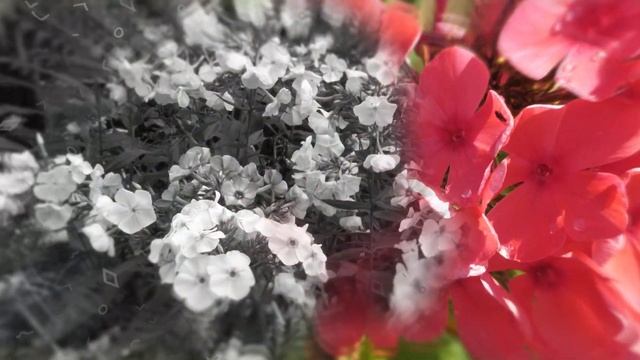 «К шептанью флоксов…». Романс на стихи Игоря Гордина, музыка — Наталья Первина. Поёт Елена Соболева смотреть онлайн