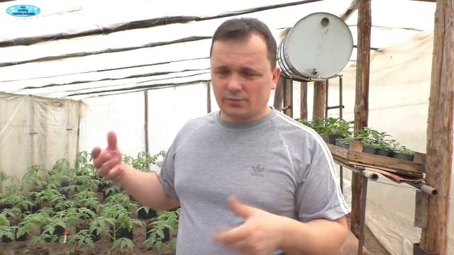 Просто отличный способ подвязывания томатов и огурцов в теплице!!!! смотреть онлайн