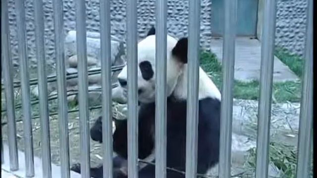 Pair of pandas head to Canada soon смотреть онлайн