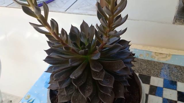 ECHEVERIA NEGRA, SURPREENDA-SE !!! смотреть онлайн