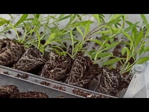 Обзор теплиц и объявление! смотреть онлайн