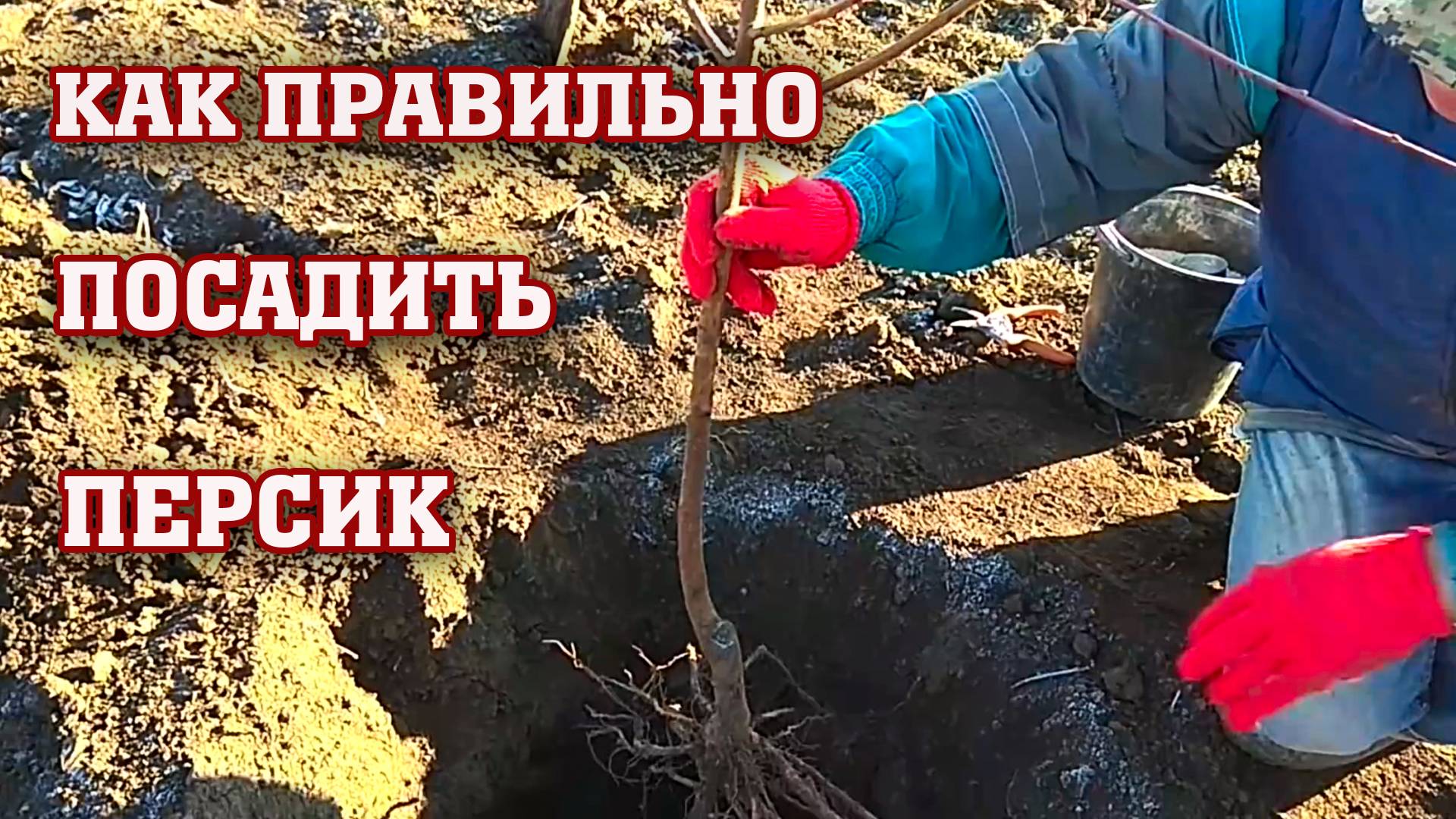 Как Правильно Посадить Персик ! смотреть онлайн