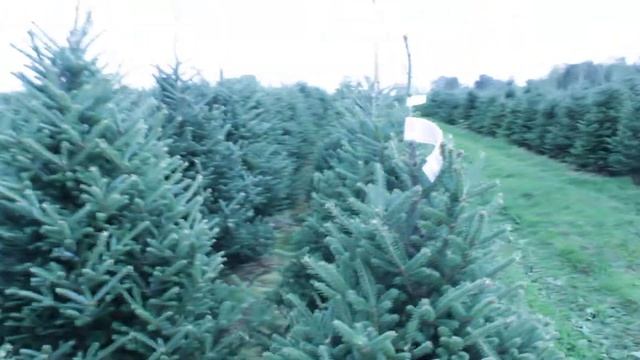 16 132 Пихта Фразера срезанная 1.25 – 1.50 м. смотреть онлайн