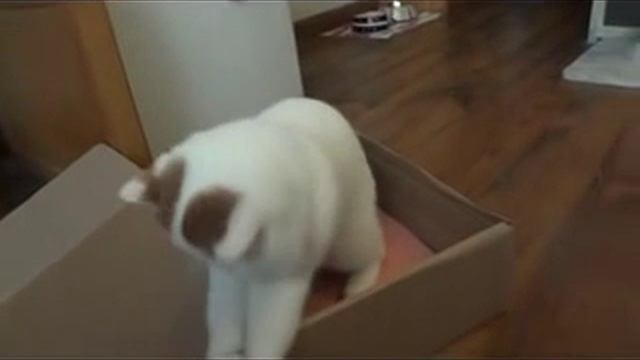 Cat Snoopy New:) смотреть онлайн