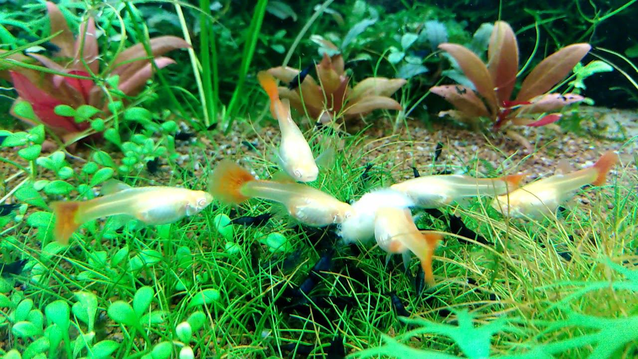 голубые креветки на банане